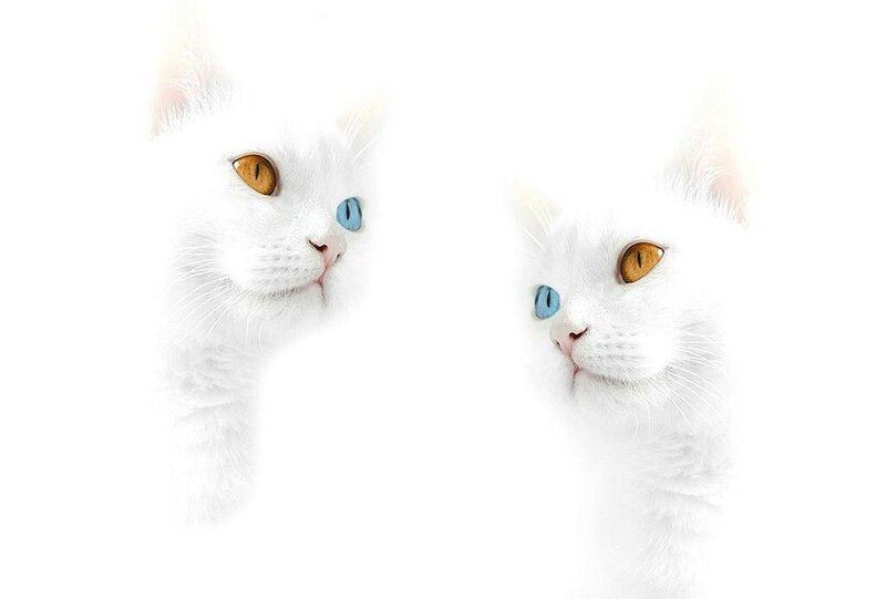 White Cats with Heterochromia