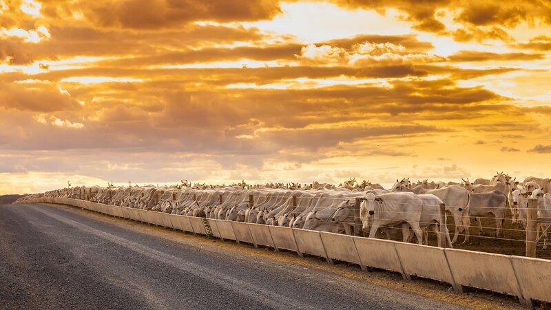 White Cattle at Feeding Trough