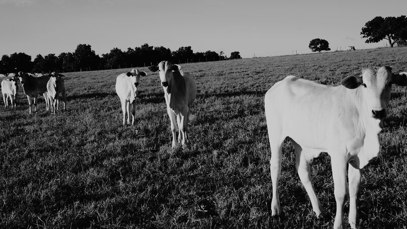 White Cattle in Field — Black