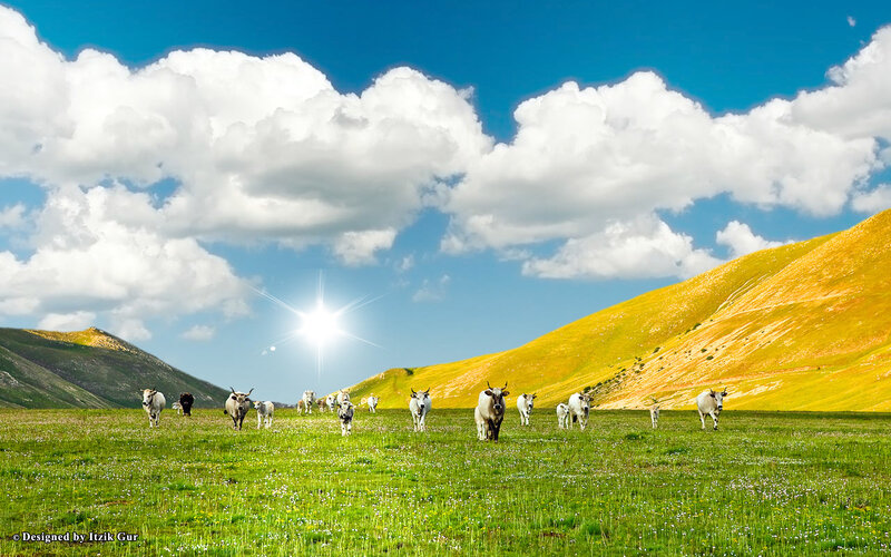 White Cattle in Field