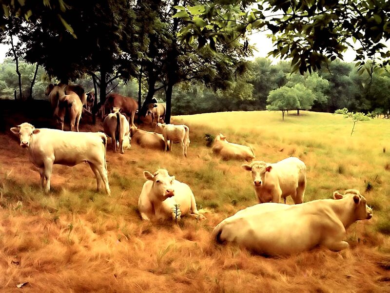 White Cattle in Field — Yellow