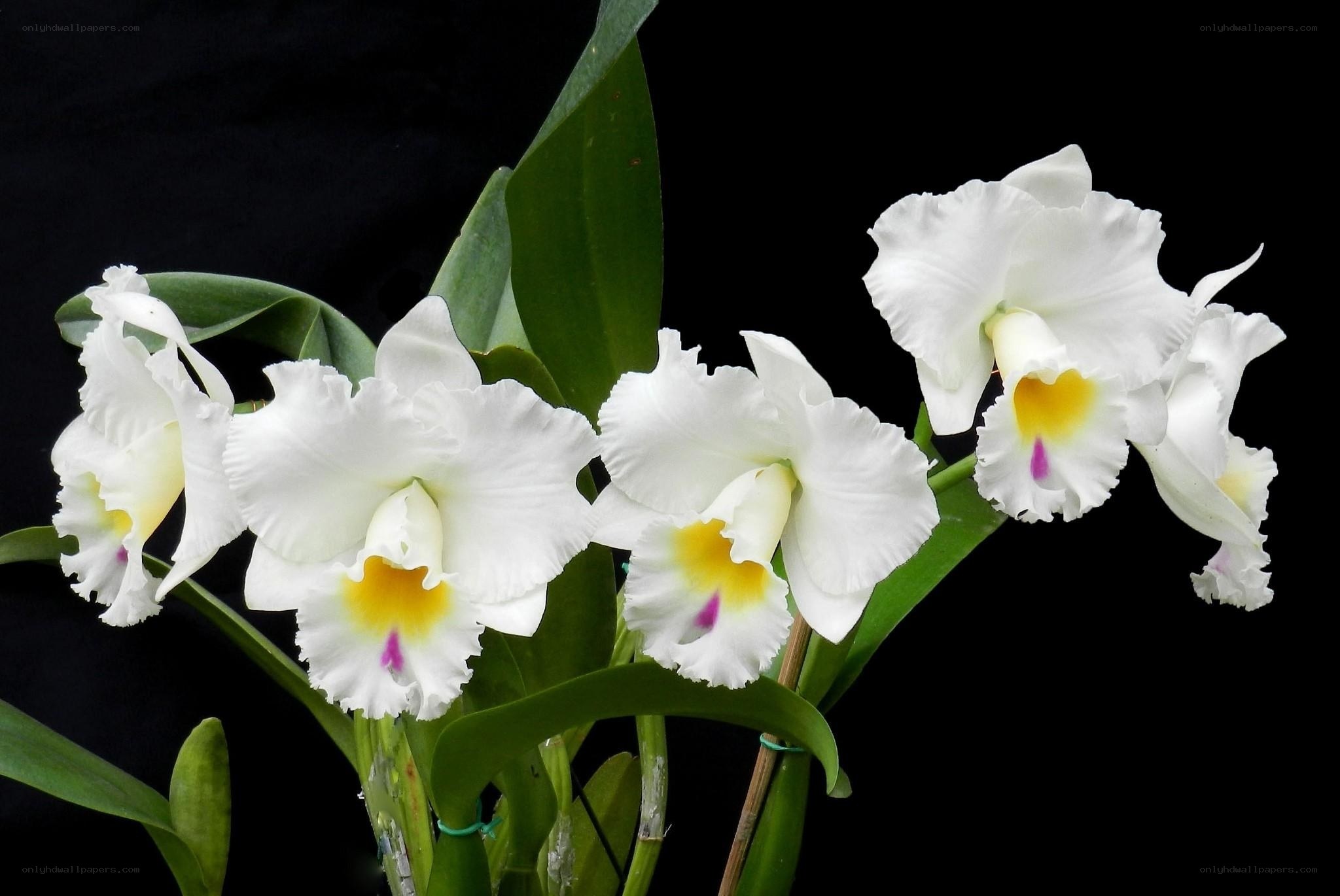 White Cattleya orchids in bloom