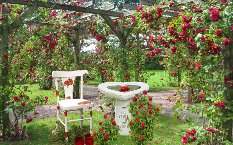 White Chair in Rose Garden