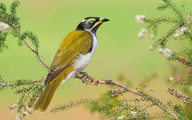 White-cheeked Honeyeater — Green