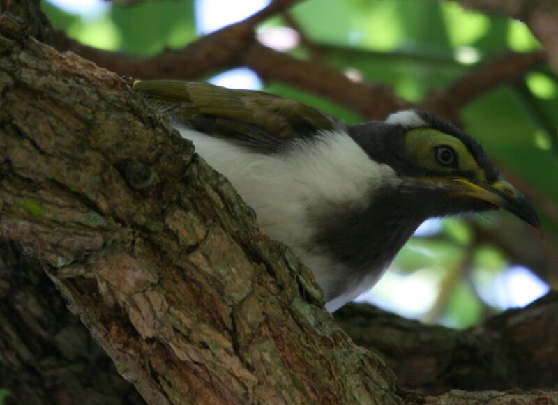 White-cheeked Honeyeater