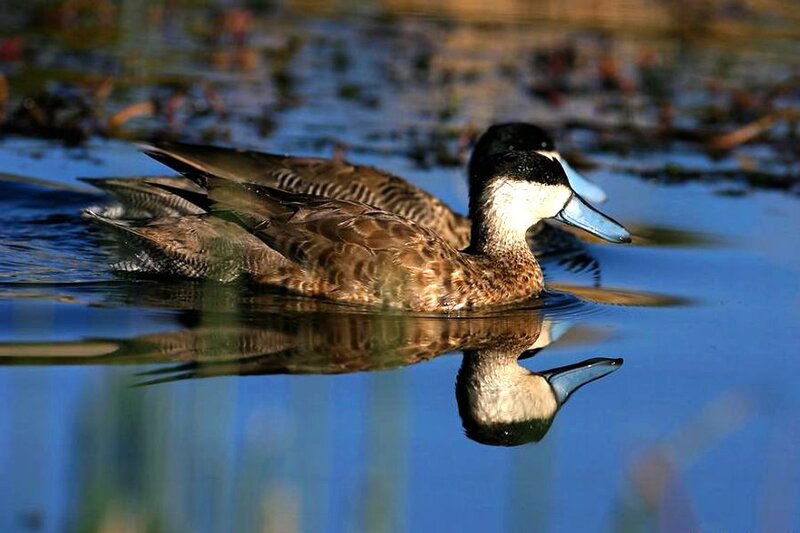 White-cheeked Pintail Duck