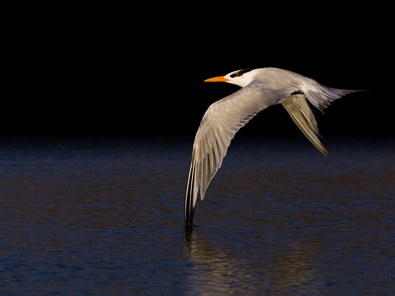 White-cheeked Tern Flying