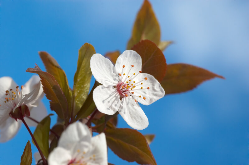 White cherry blossom against blue sky