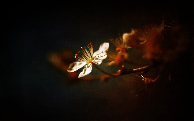 White Cherry Blossom — Black