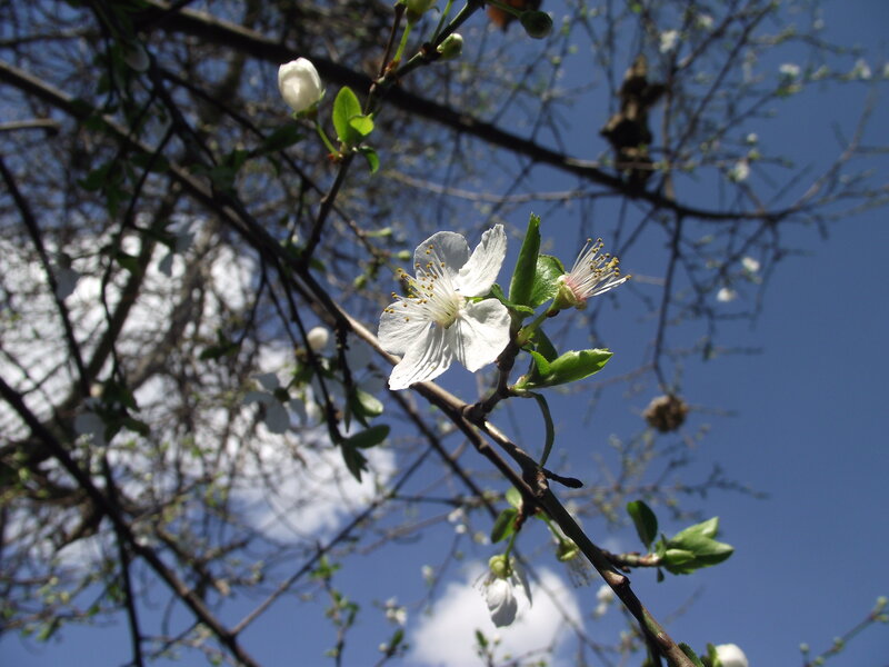 White Cherry Blossom — Blue