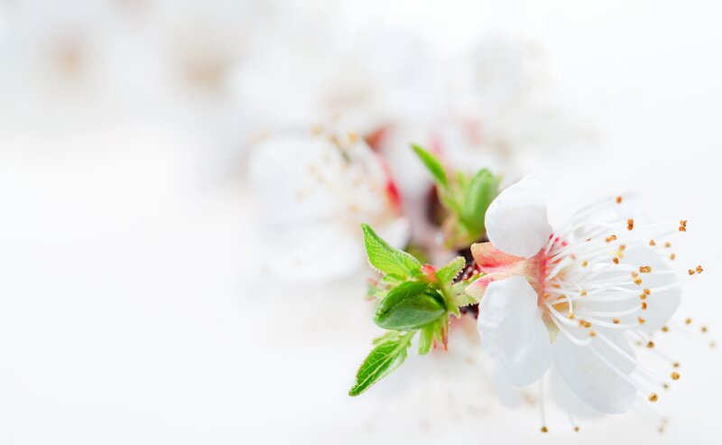 white cherry blossom close-up
