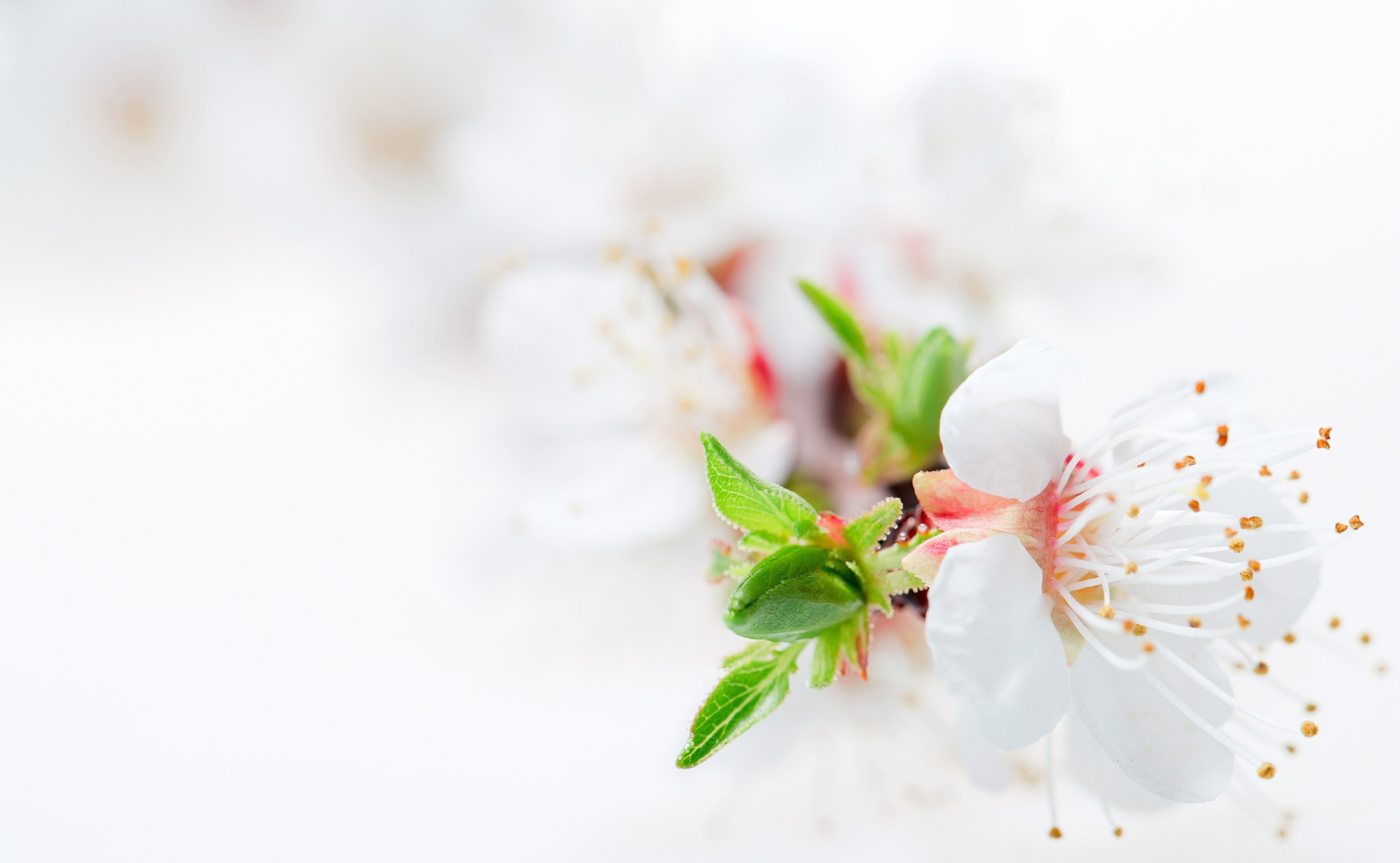 white cherry blossom close-up