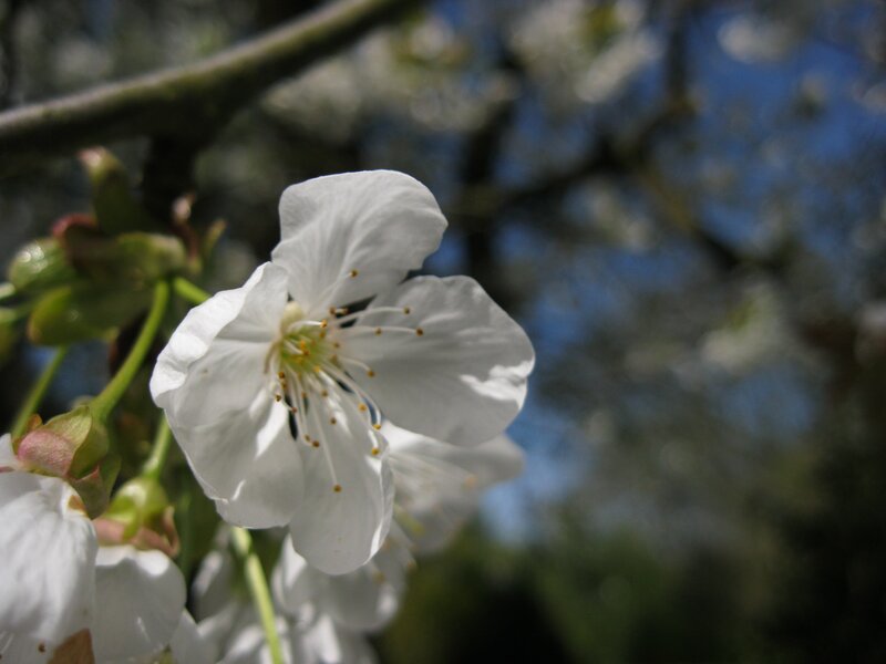 white cherry blossom flower