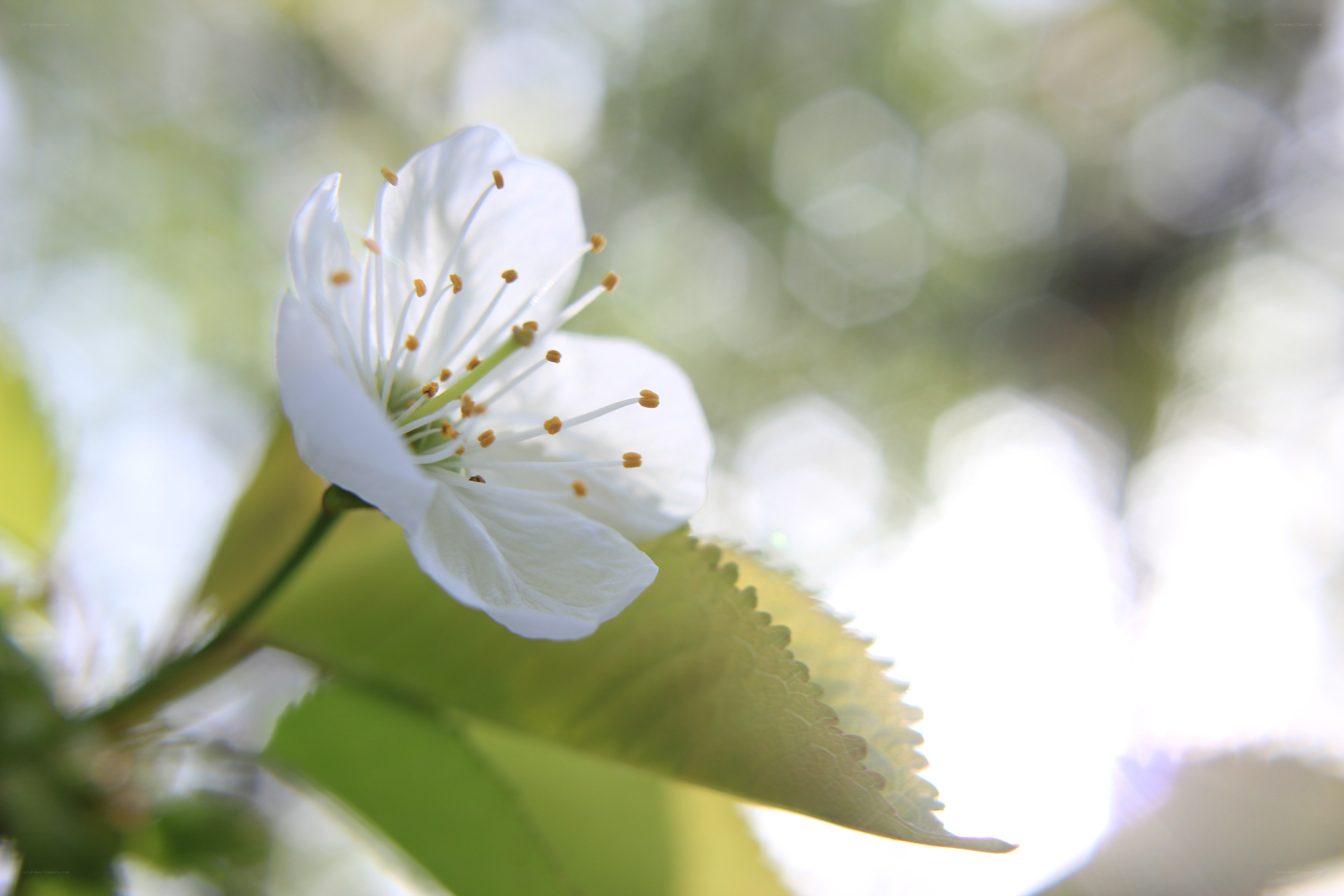 white cherry blossom flower