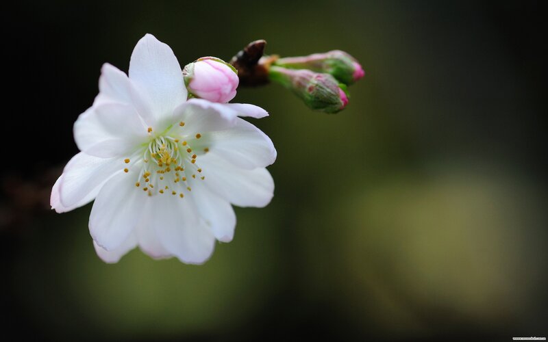 white cherry blossom flower