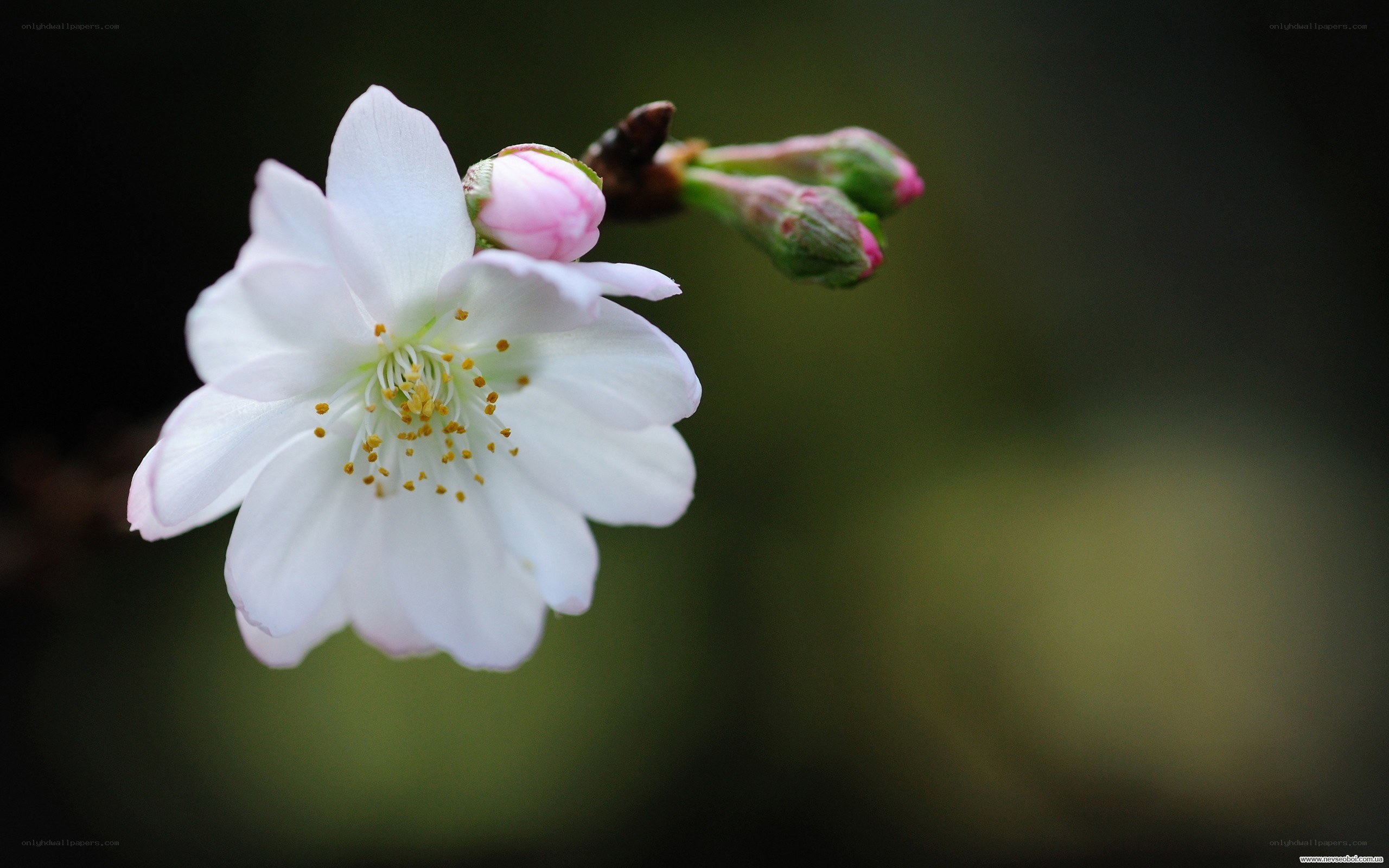 white cherry blossom flower