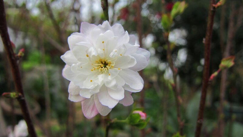 White Cherry Blossom Flower — Serene, Spring, Photograph, Branches