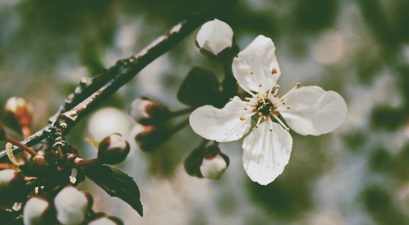 White Cherry Blossom Flower — Serene, Spring, Photograph, Bud, Branch