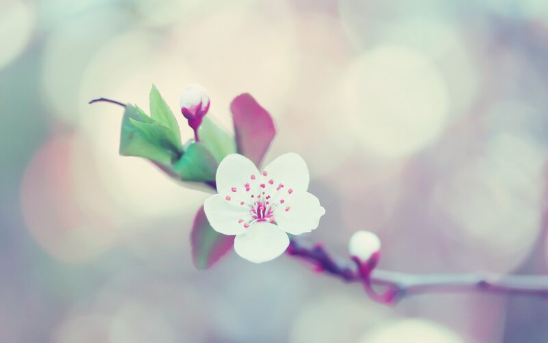 White Cherry Blossom Flower — Serene, Spring, Photograph, Bud, Leaf