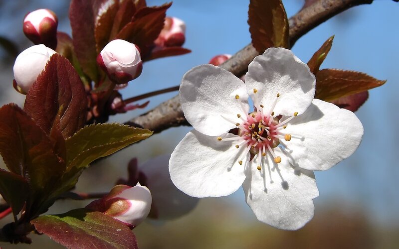 White Cherry Blossom Flower — Serene, Spring, Photograph, Bud