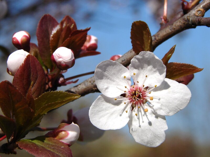 White Cherry Blossom Flower — Serene, Spring, Photograph, Buds