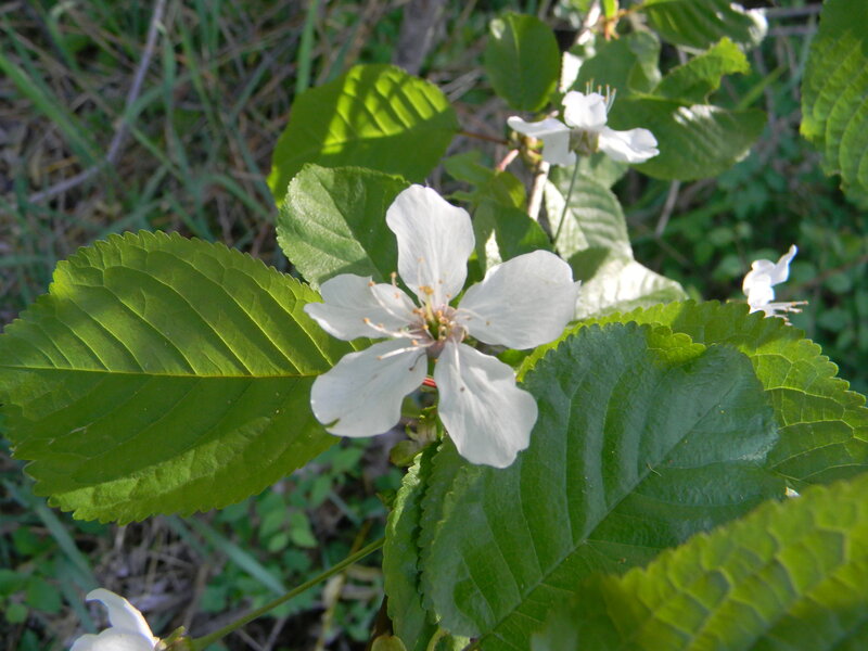 White Cherry Blossom Flower — Serene, Spring, Photograph