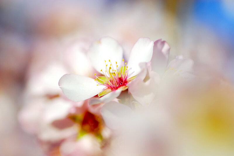 White Cherry Blossom Flower — Serene, Spring