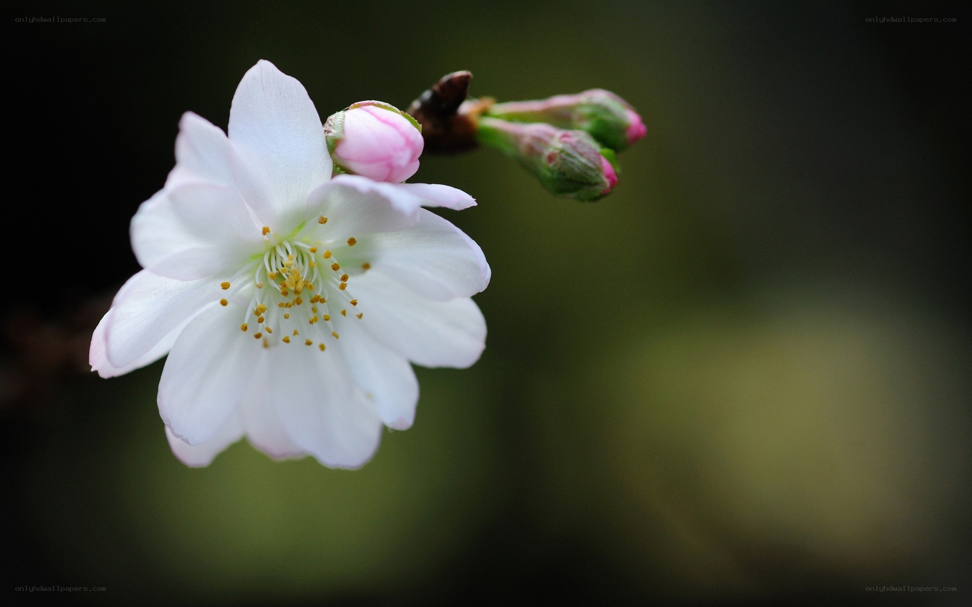 White cherry blossom in bloom