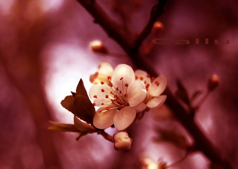 White Cherry Blossom — Pink
