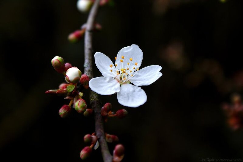 White Cherry Blossom — Serene, Spring, Photograph, Bud, Branch