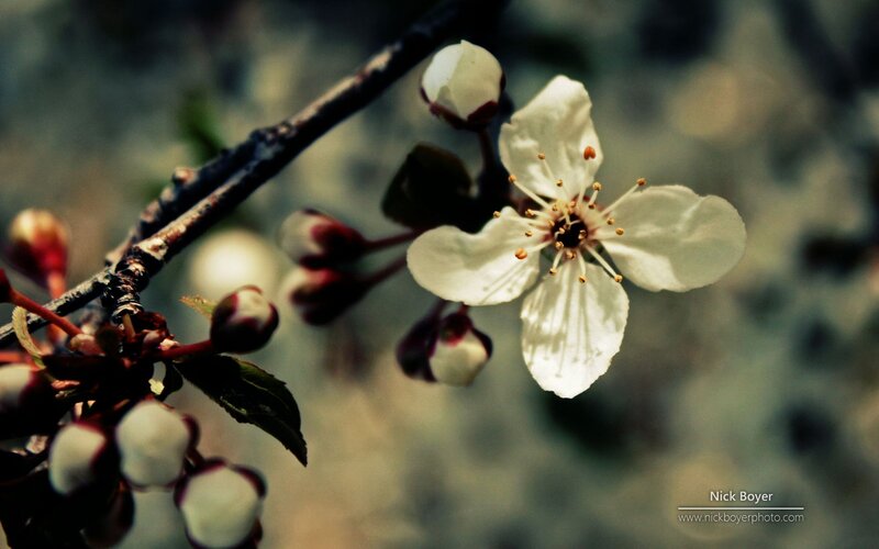 White Cherry Blossom — Serene, Spring, Photograph, Bud