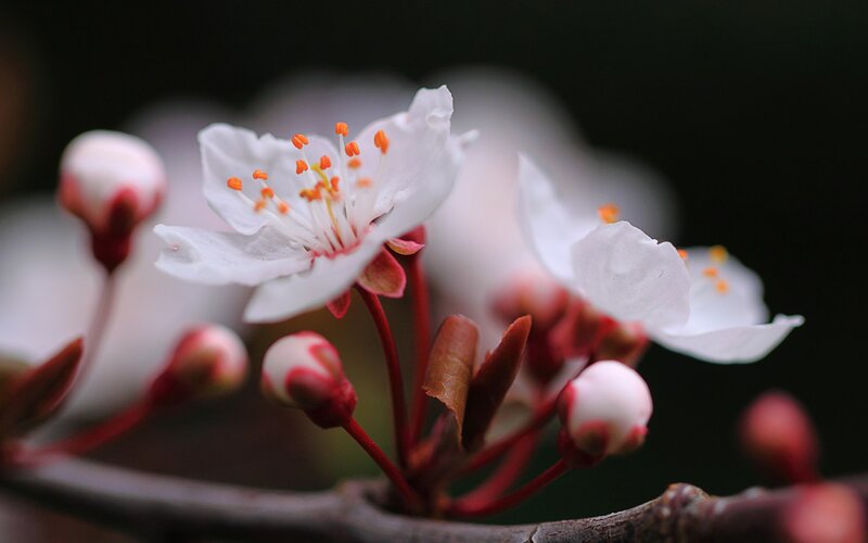 White Cherry Blossom — Serene, Spring, Photograph, Buds