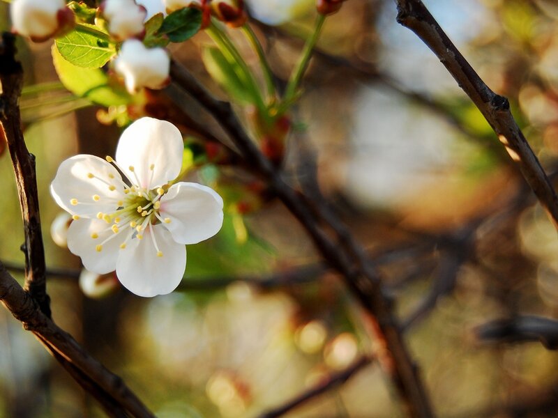 White Cherry Blossom — Serene, Spring, Photograph, Flower, Branch, Leaf