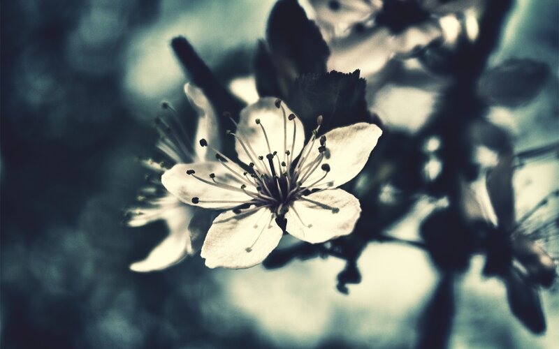 White Cherry Blossom — Serene, Spring, Photograph, Flower, Branch