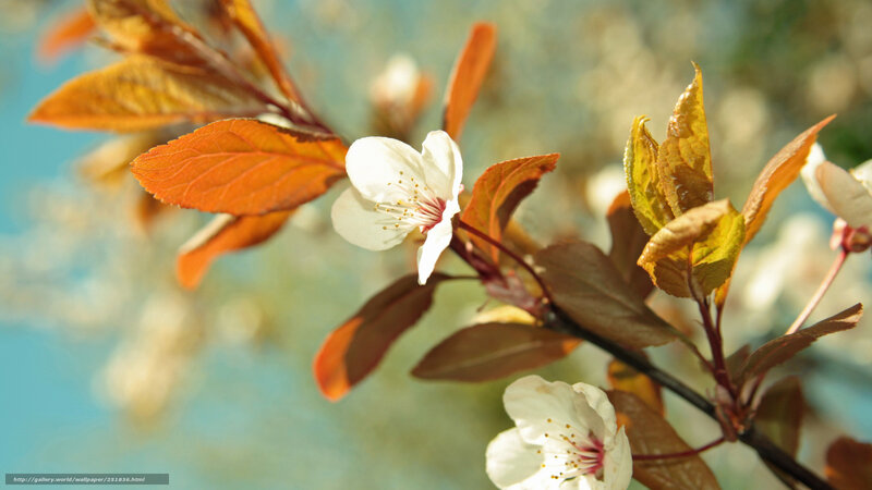 White Cherry Blossom — Serene, Spring, Photograph, Flower, Leaf, Branch