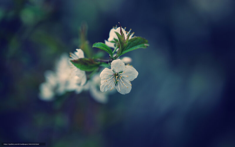 White Cherry Blossom — Serene, Spring, Photograph, Flower, Leaf