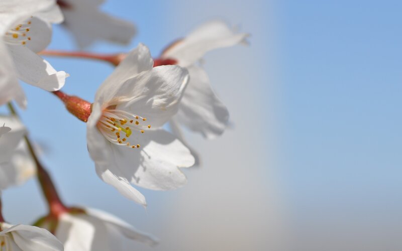 White Cherry Blossom — Serene, Spring, Photograph, Flower, Stem