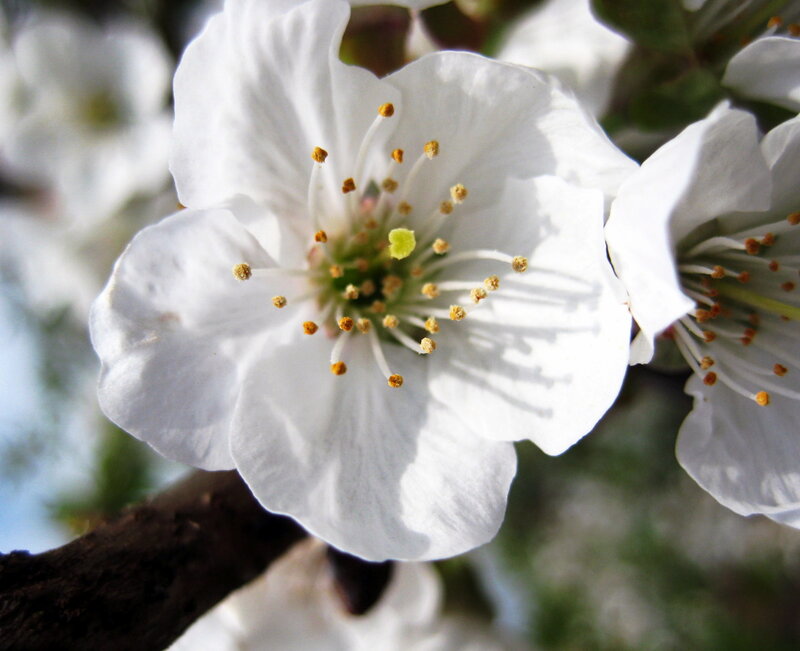 White Cherry Blossom — Serene, Spring, Photograph, Flower