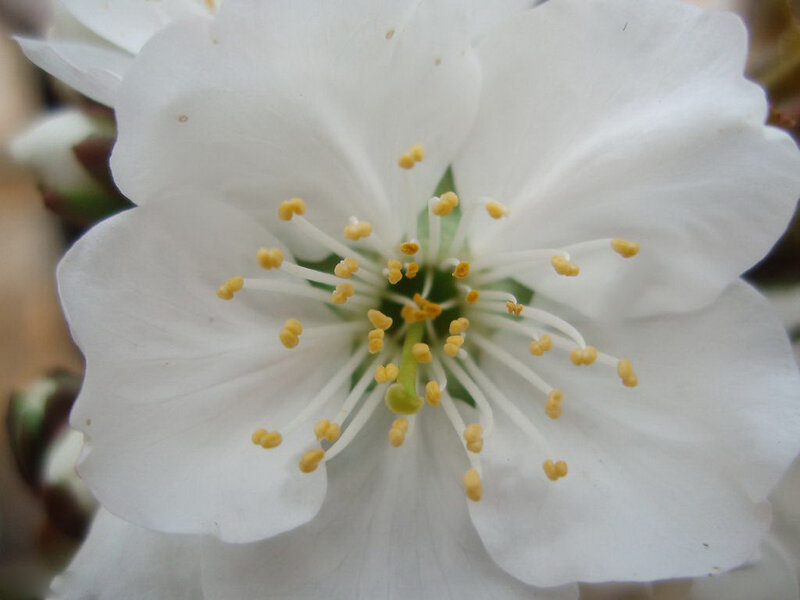 White Cherry Blossom — Serene, Spring, Photograph, Petals
