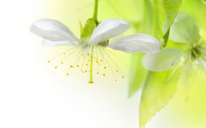 White Cherry Blossom — Serene, Spring, Photograph