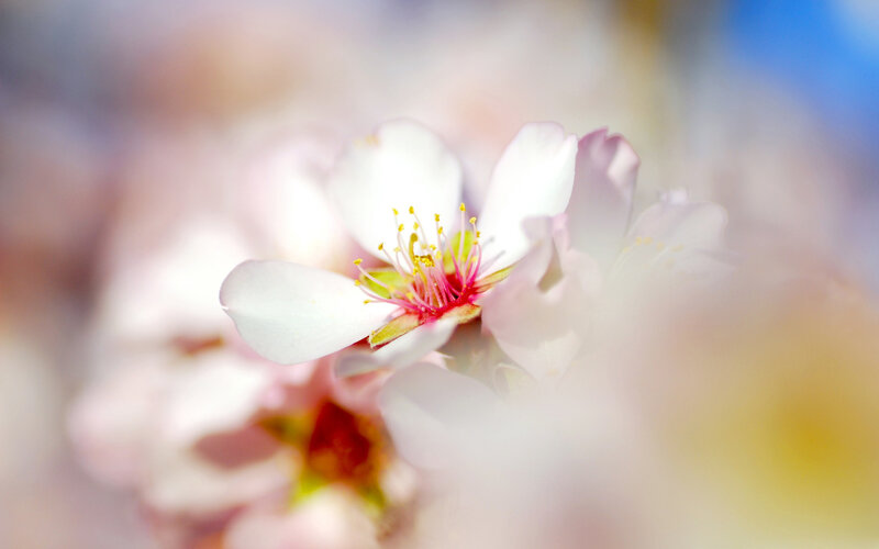 White Cherry Blossom — Serene, Spring