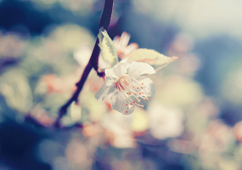 White Cherry Blossom — Serene