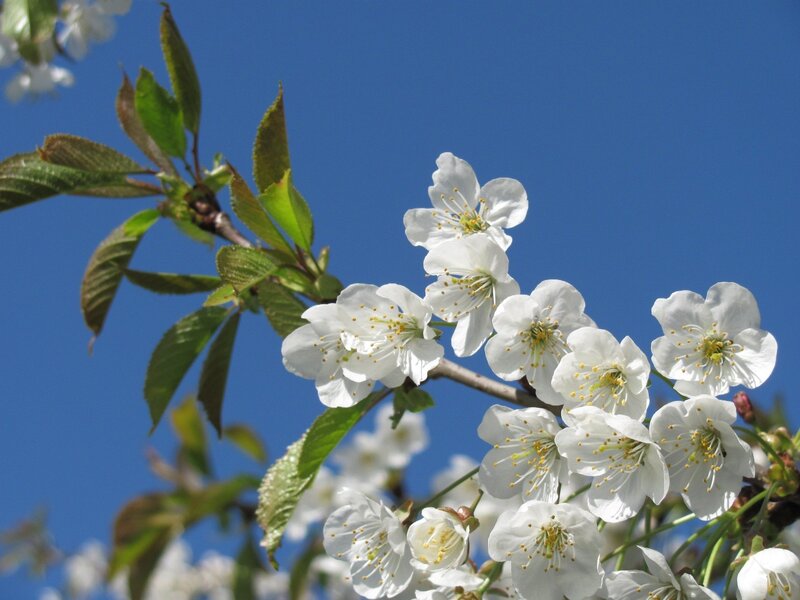White cherry blossoms against blue sky