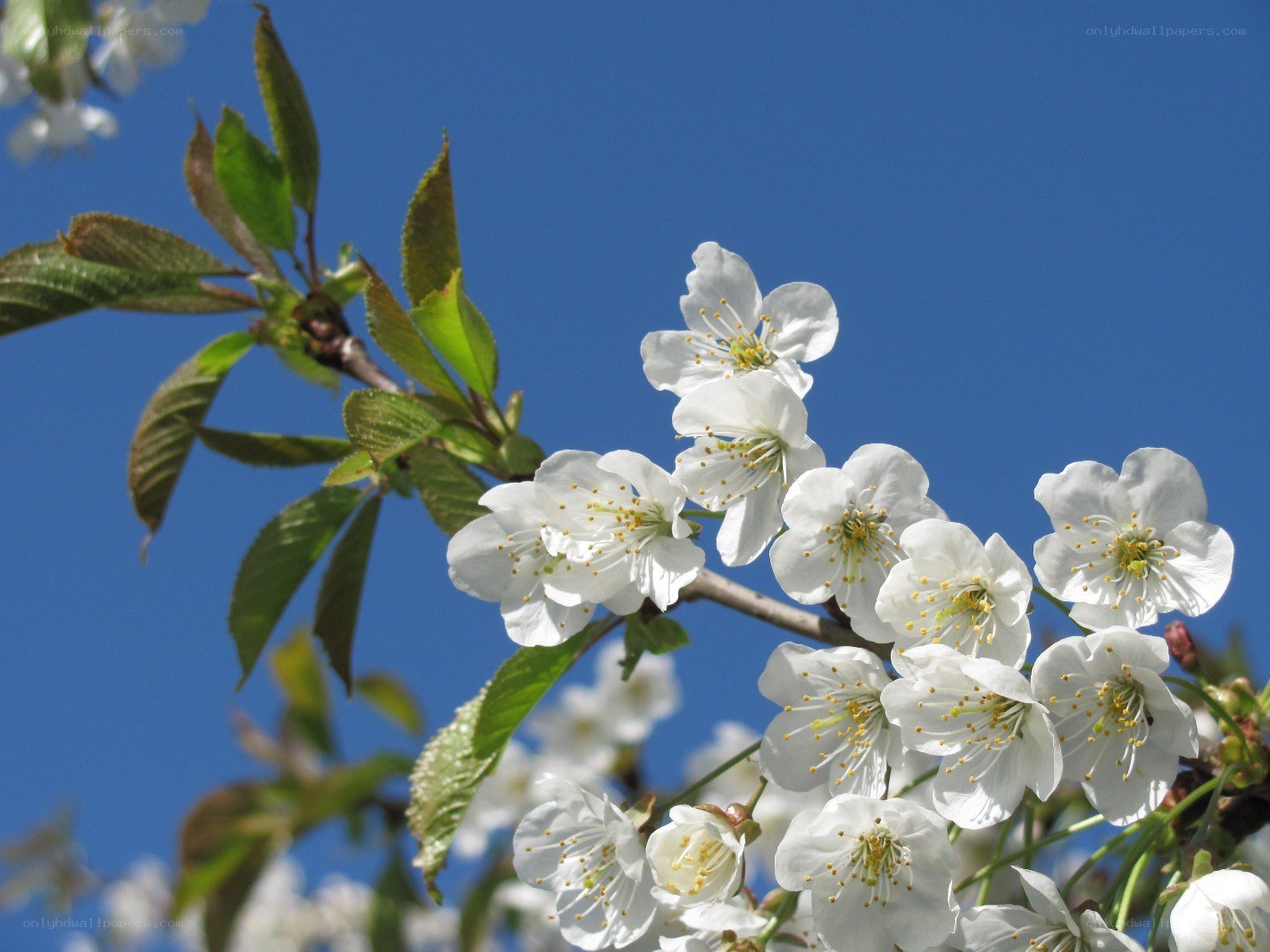 White cherry blossoms against blue sky
