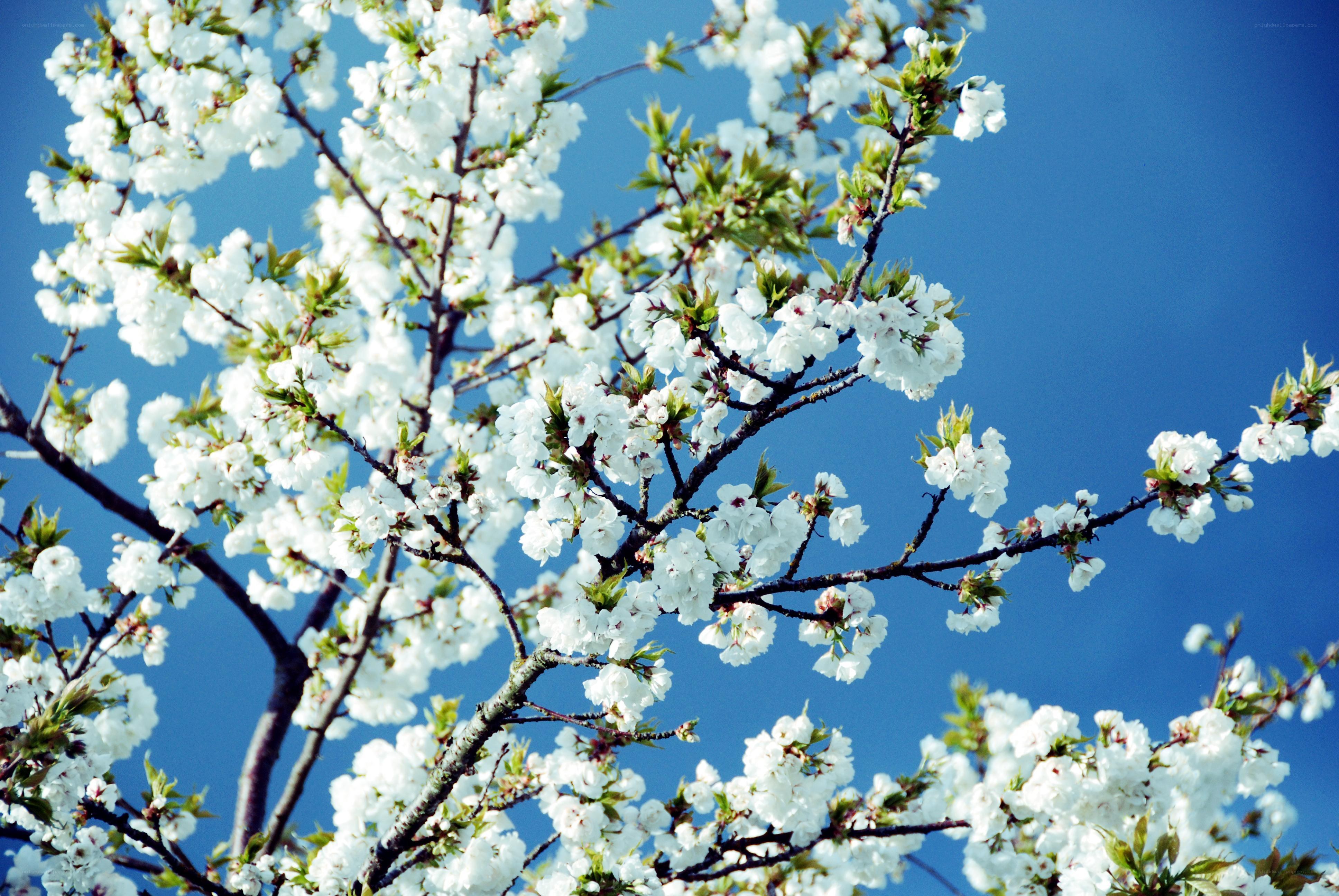 White cherry blossoms against blue sky