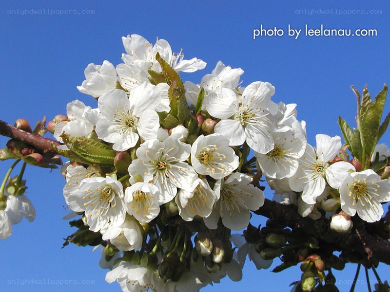 white cherry blossoms against blue sky