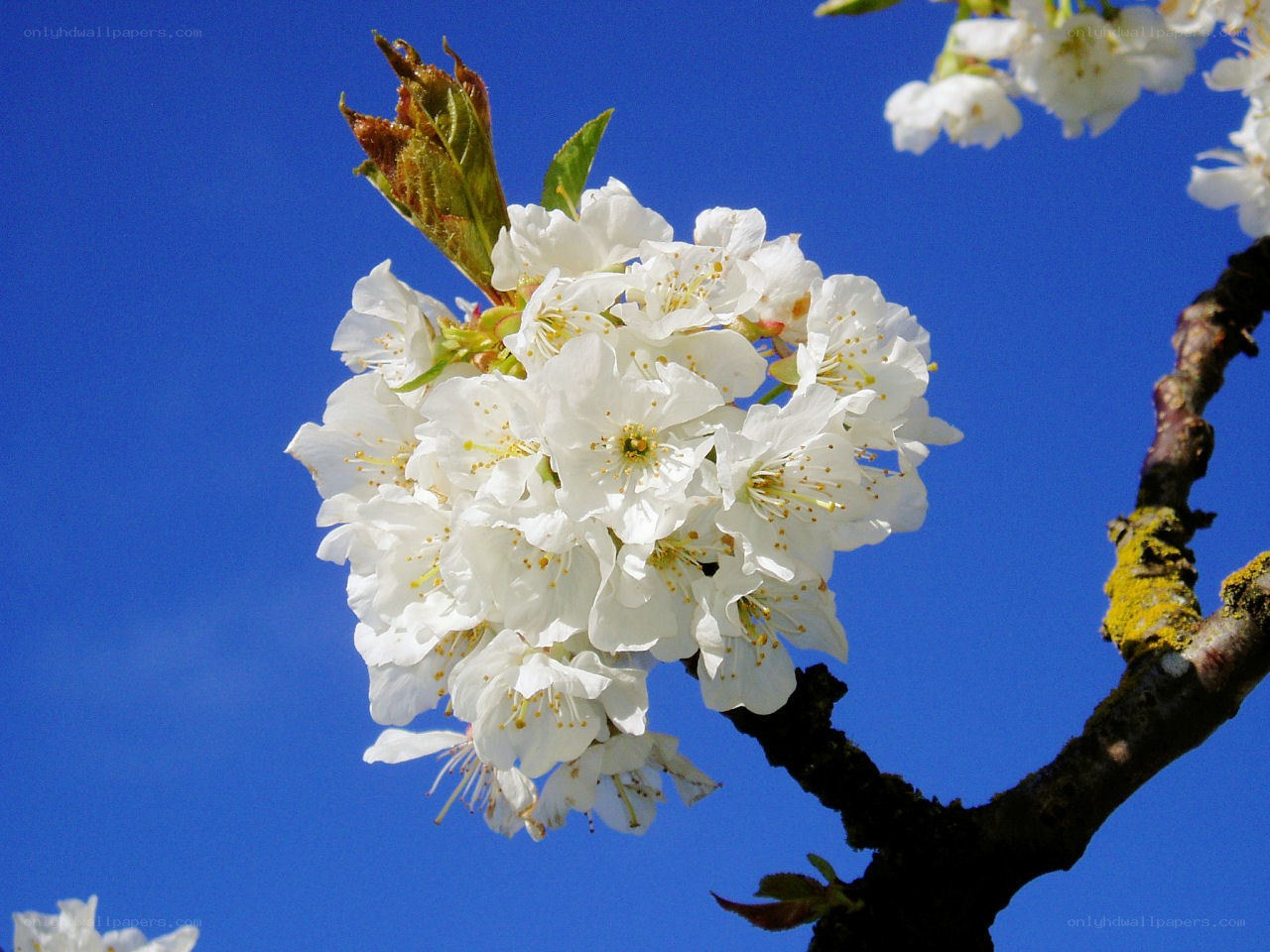 White cherry blossoms against blue sky