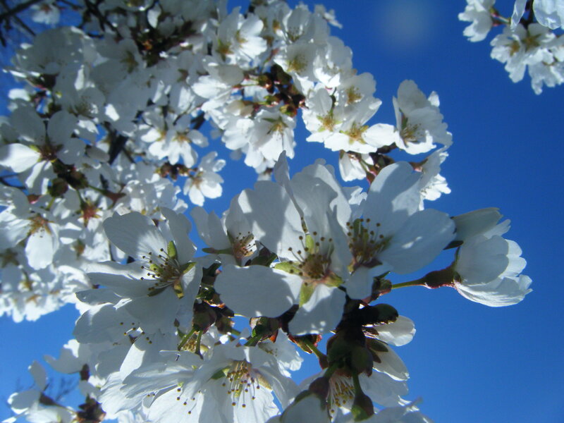 White cherry blossoms against blue sky