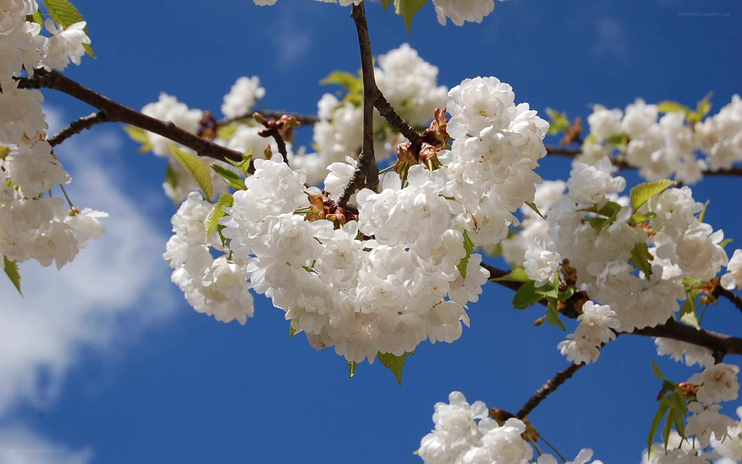 White cherry blossoms against blue sky
