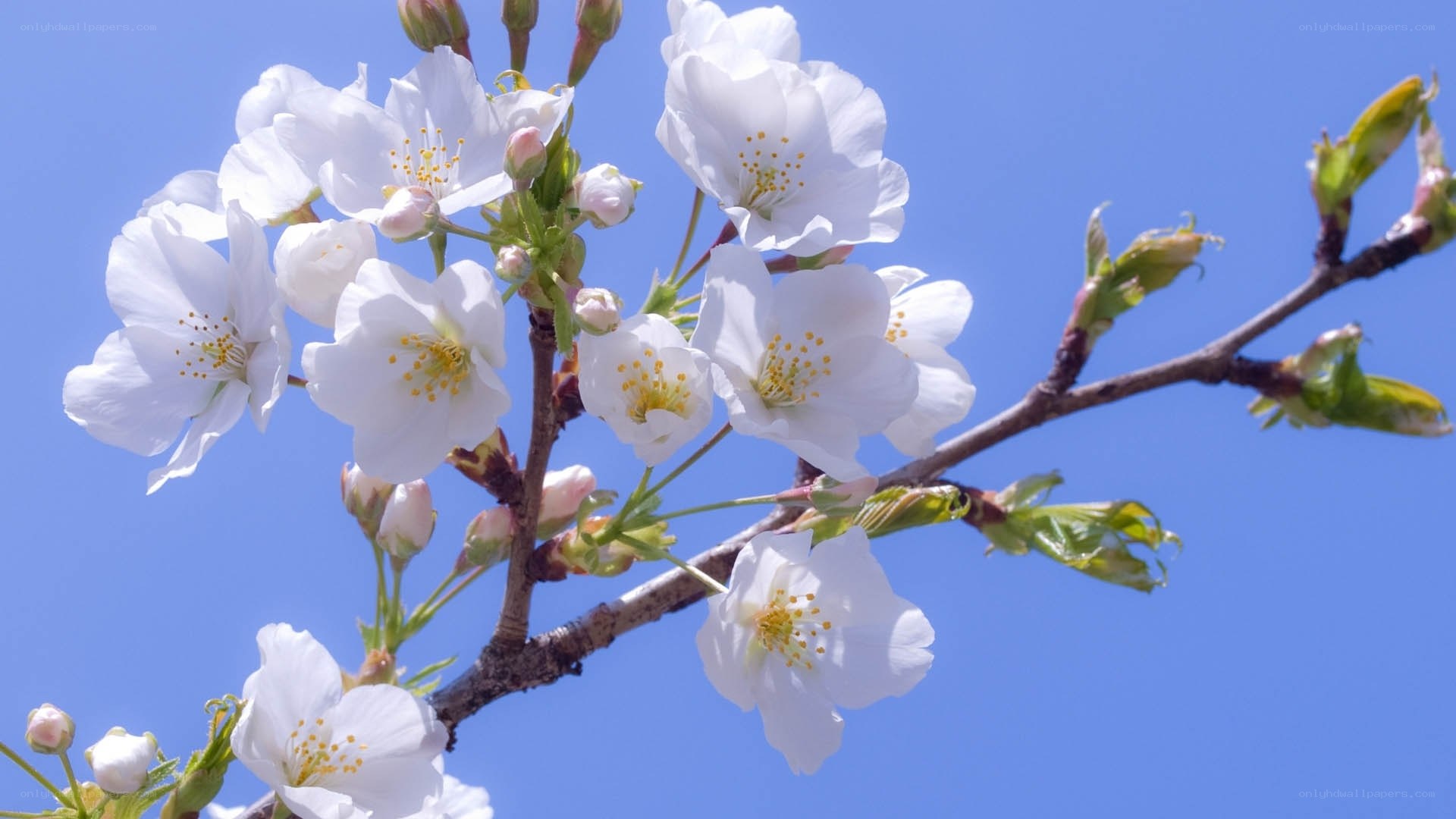 White cherry blossoms against blue sky